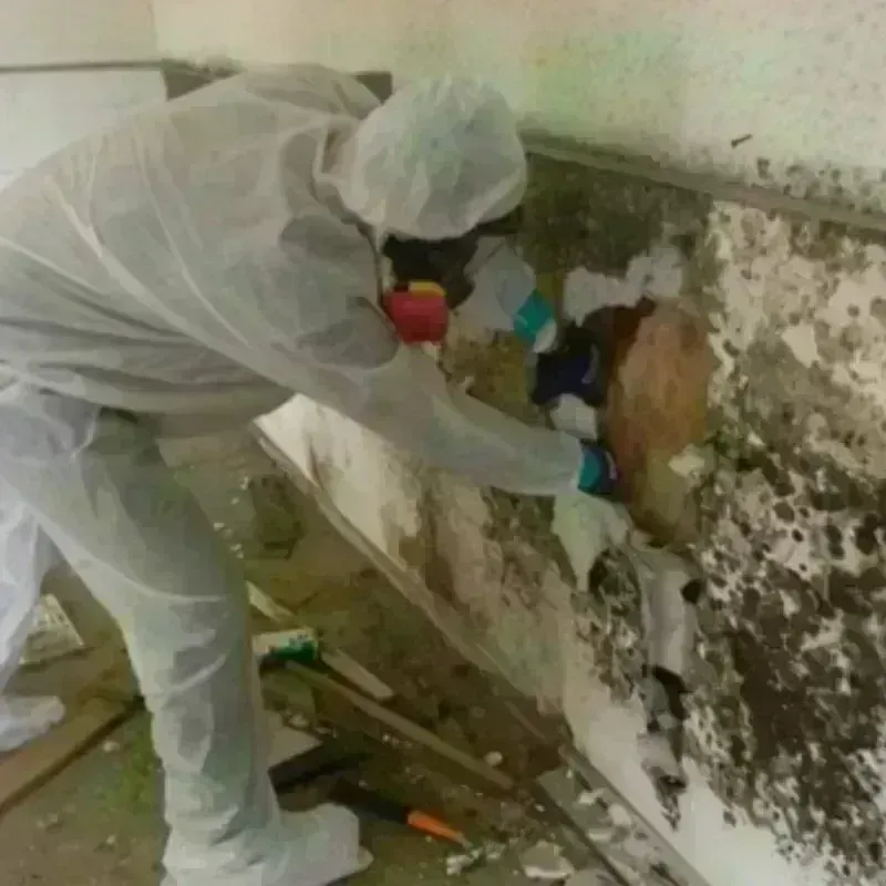 Mold Remediation and Removal in Sanders County, MT